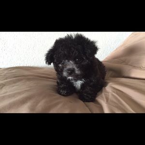 Meet your Posher, Jose